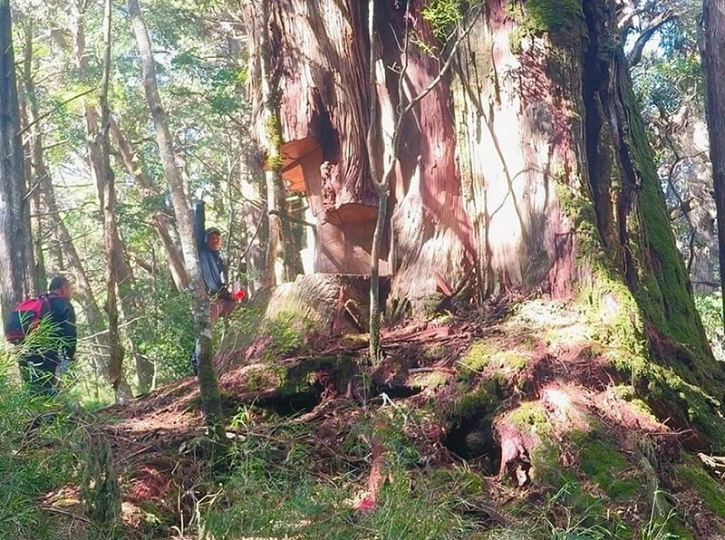 越南籍阮姓移工與同鄉組成盜伐集團，多次深入仁愛鄉國有林班地盜伐紅檜、台灣肖楠等貴重木，再透過吳姓男子等人銷贓，遭盜林木價值新台幣2500萬元，全案由南投地方檢察署提起公訴。圖為遭盜伐林木。（檢警提供）中央社記者蕭博陽南投縣傳真 114年8月27日   
