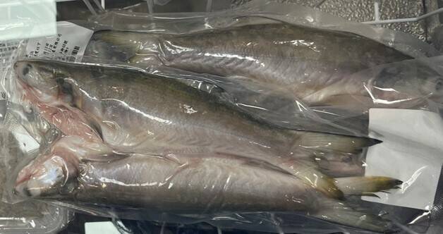 午仔魚檢出動物用藥殘留違規。   圖：食藥署／提供
