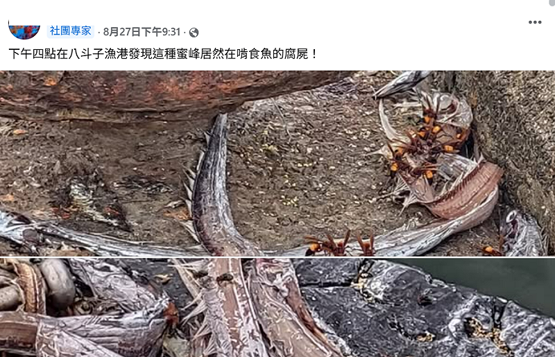 有人近日在臉書社團「基隆人日常」貼出數十隻巨蜂啃食於屍體的畫面。   圖：翻攝自基隆人日常