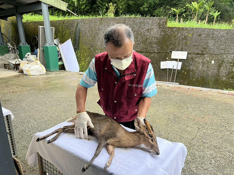 獸醫立即為山羌進行檢傷工作。   圖：新北市動保處／提供