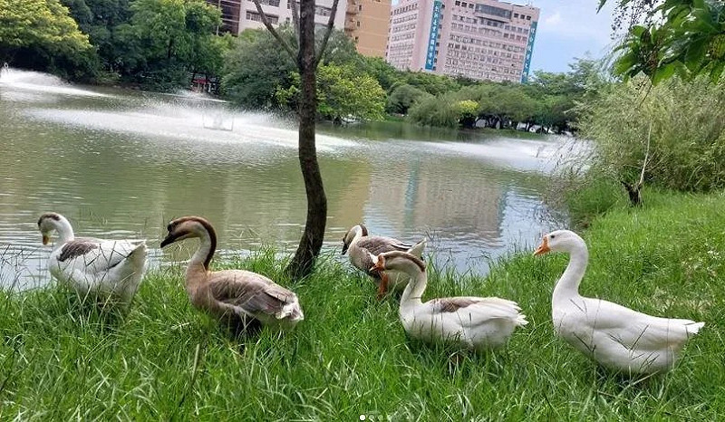 中興大學有40至50隻鵝，新生訓練中出現「防鵝SOP」。   圖：翻攝自IG/nchu_goose_duck