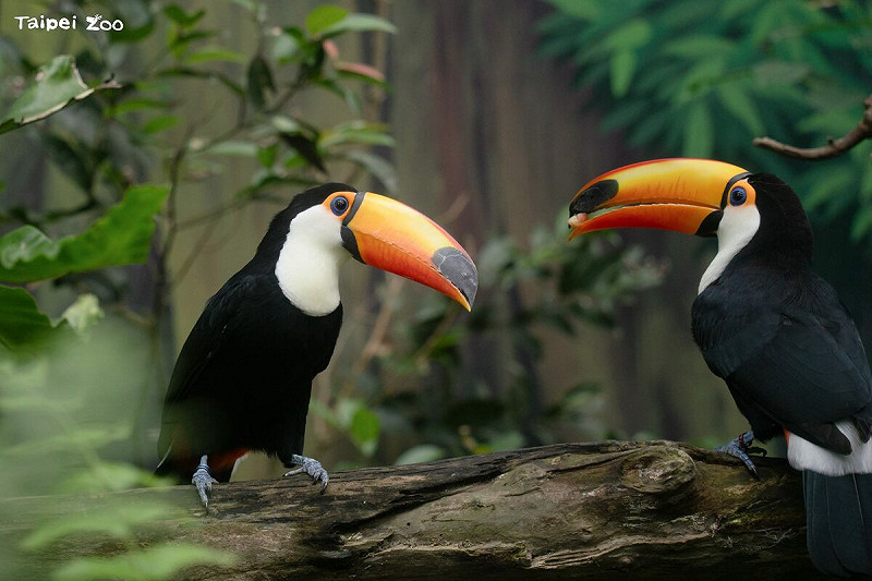 台北市立動物園穿山甲館(熱帶雨林室內館)在今年6月下旬動物園不對外開放期間,翻新了大巨嘴鳥的活動場。 圖:取自台北市立動物園