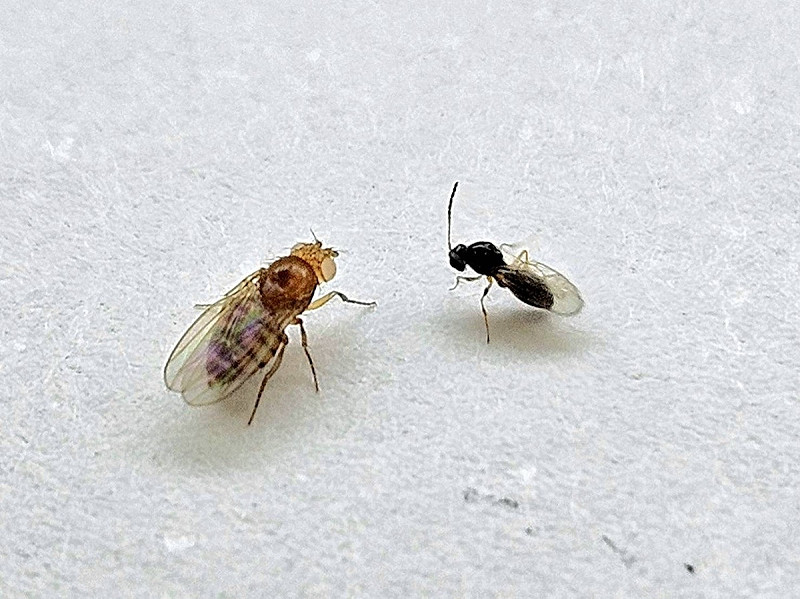 恩主公醫院與台大團隊證實：腸道菌影響記憶，果蠅實驗顯示斷菌失憶、補菌恢復，為失智防治帶來新契機。   圖：恩主公醫院 / 提供