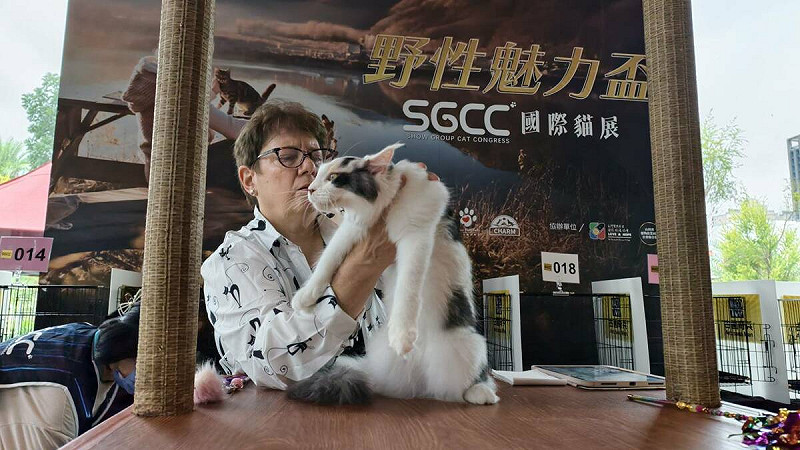 SGCC國際貓展特別邀請專業國際評審進行公正評分。 圖:孫家銘攝
