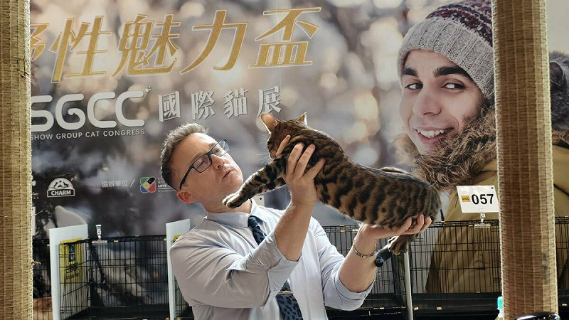 國際評審依照貓咪的外觀、健康、儀態等項目進行最專業的評選。 圖:孫家銘攝