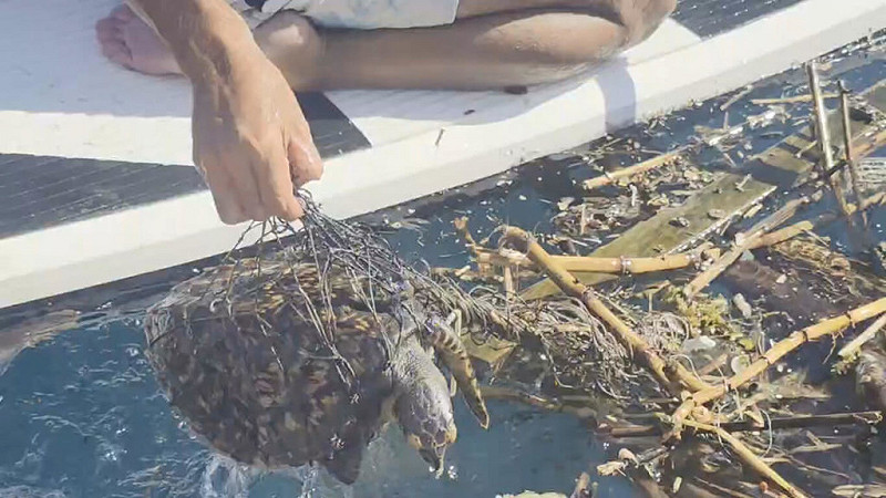 潛水教練王銘祥14日在距基隆碧砂漁港約1.5浬處海域，發現一隻玳瑁被海廢漁網纏繞，且身上沾滿油污，以剪刀逐一將漁網剪斷後，將玳瑁送回碼頭，由中華鯨豚協會接手後續治療。（王銘祥提供）中央社記者王朝鈺傳真　114年9月14日   