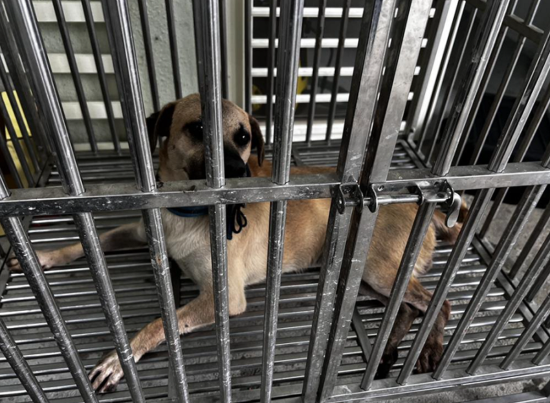 飼主平時放任犬隻在巷弄間遊蕩，過去已有追咬路人紀錄。如今又因傷人事件，暫時由動物保護防疫所人員收容。   圖：基隆市動保所提供