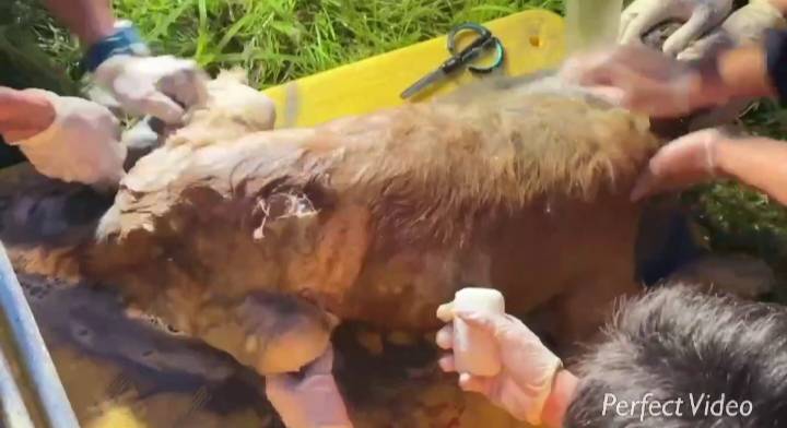 特種搜救隊員沖洗犬隻身上的汙泥。   圖：高雄市消防局/提供