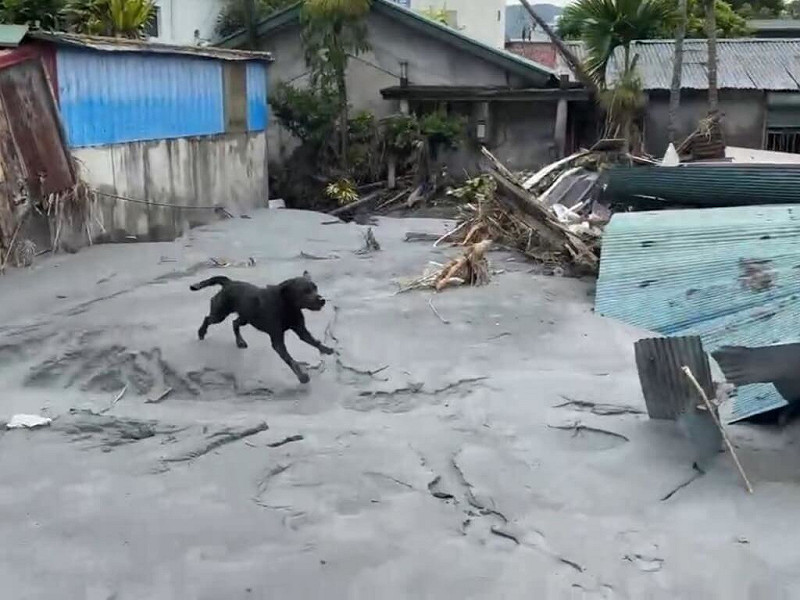 花蓮馬太鞍溪堰塞湖溢流釀災，高雄市政府消防局特種搜救隊派出5隻搜救犬投入救災，其中，搜救犬咪娜26日在一處房舍周邊執行搜救時，不慎陷入泥濘中，經領犬員呼喊，咪娜奮力爬起脫困，待返回基地後，經獸醫立即檢查，咪娜狀況一切正常。（高雄市政府消防局提供）中央社記者張已亷傳真 114年9月27日   