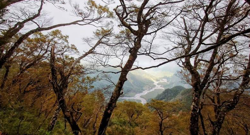 太平山山毛櫸    圖：宜蘭分署/提供 