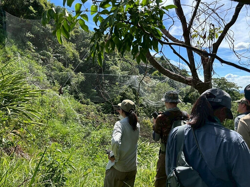 基隆市動物保護防疫所與台灣猛禽研究會於9月30日，在基隆七堵山區查獲逾百公尺非法鳥網，鳥網上掛著4隻保育類動物的黑鳶屍體，已通報警方追查。（基隆市動保所提供）中央社記者沈如峰基隆傳真  114年10月4日   