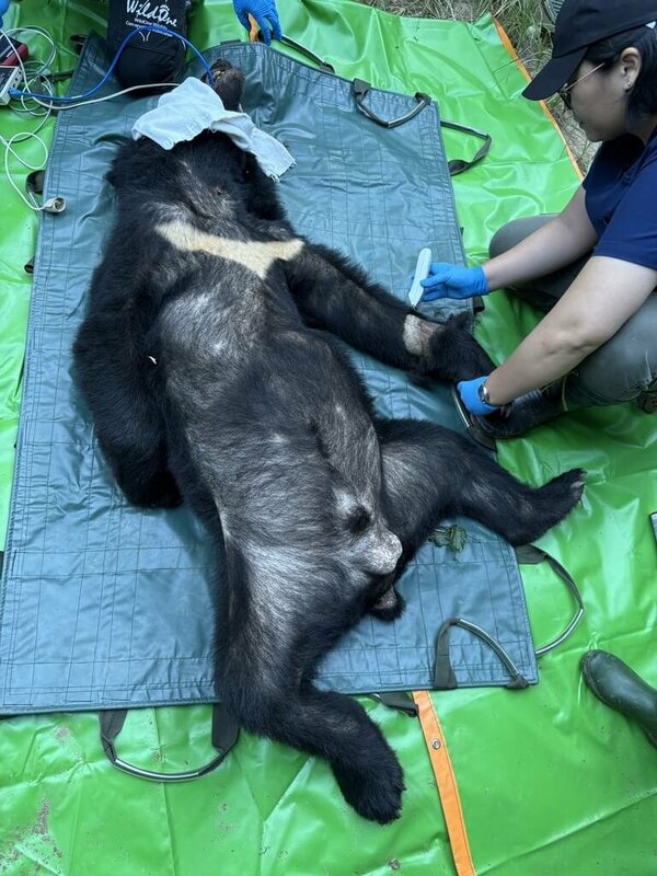 花蓮縣卓溪鄉清水部落9月底接連發生黑熊入侵事件，林業及自然保育署花蓮分署經多日嘗試，終於在5日清晨誘捕成功，評估後將黑熊載往遠離部落的林道深處野放。   圖 : 林保署花蓮分署/提供
