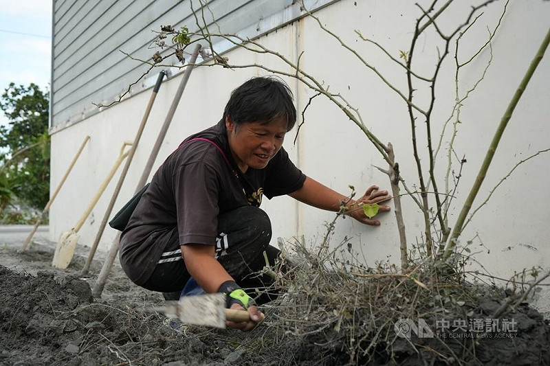 花蓮馬太鞍溪堰塞湖溢流重創光復鄉，受災戶、邦查農場負責人蘇秀蓮（圖）賣力揮動鋤頭，清理農場玫瑰植株周遭淤泥。她說：「它既然努力撐過了大水，我為什麼不給它希望？」   圖：中央社提供