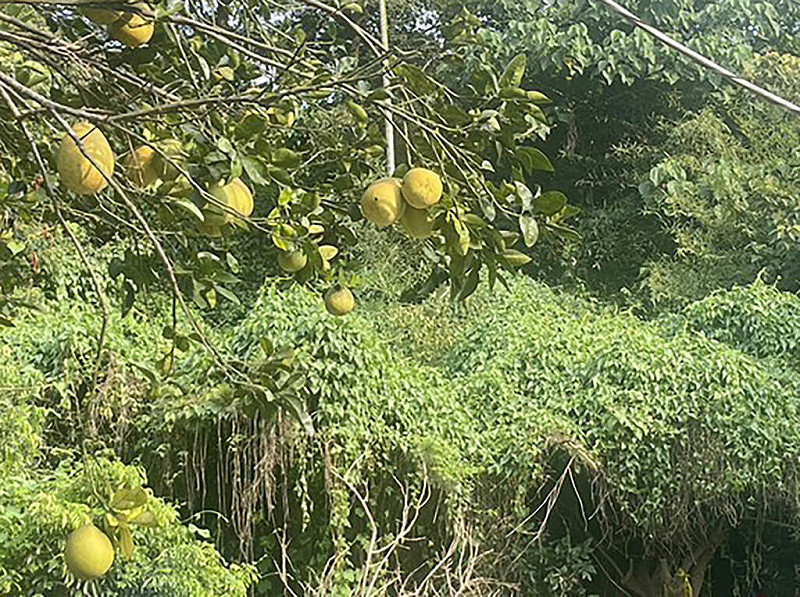 彰化縣芬園鄉1處果園廁所內6日發現1具骨骸，疑由於投資詐騙損失超過新台幣1000萬元而失蹤1年多的男子，7日下午將由檢方相驗。（張雪如提供）中央社記者鄭維真傳真  114年10月7日   