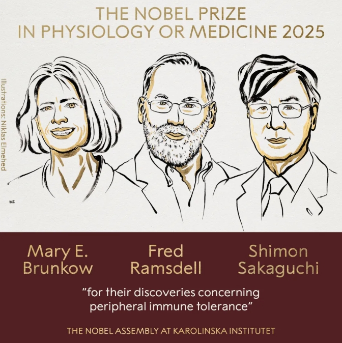 2025諾貝爾生理學或醫學獎授予美國科學家瑪麗·布倫科、弗雷德·拉姆斯德爾和日本科學家阪口志文 圖 : 翻攝自諾貝爾委員會