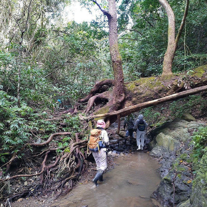 高士部落周圍還有日治時期設置的高士佛母樹林,占地約58公頃,地形面貌和自然生態豐富多變。   圖:林業試驗所/提供