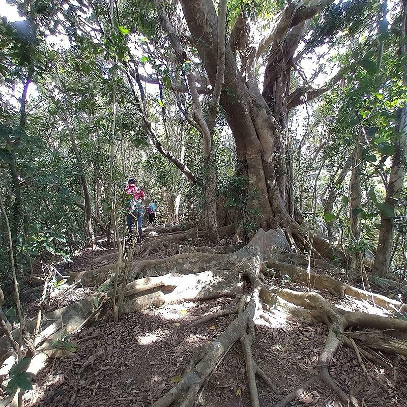 走在高士佛母樹林的森林步道上,便能親眼見到高士佛赤楠等台灣原生植物。   圖:林業試驗所/提供