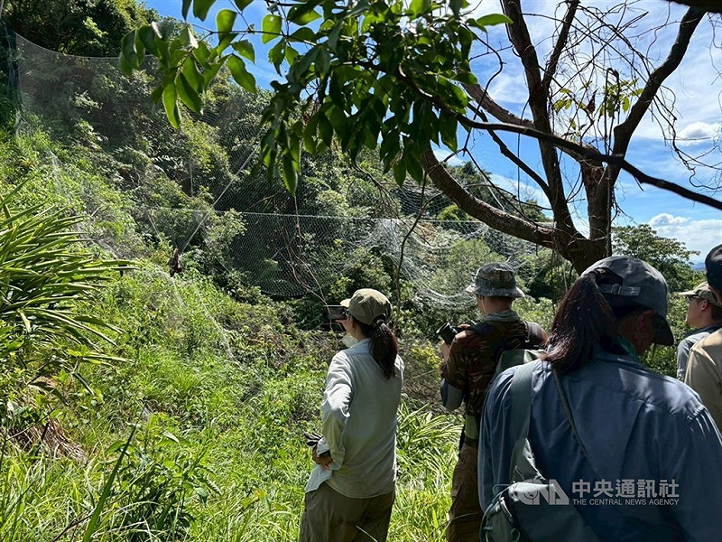 基隆七堵山區查獲超過100公尺非法鳥網。（中央社檔案照片）   