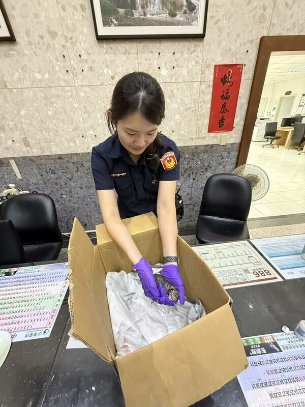 新北市警察局瑞芳派出所員警林幼容（圖）11日凌晨與2名警員，合力在變電箱狹縫救出1隻受困的幼貓，當時幼貓臍帶尚未脫落且體溫偏低，所幸生命跡象穩定。（瑞芳警分局提供）中央社記者王朝鈺傳真　114年10月12日   