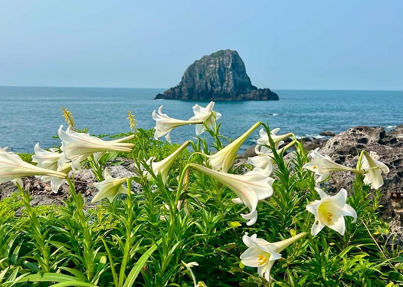 五月百合花盛放&nbsp;&nbsp;&nbsp;圖/基隆市政府