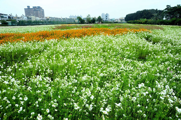 橋頭花田花朵盛開，由於面積廣，遠望有如一張花毯。來源：高雄市政府   