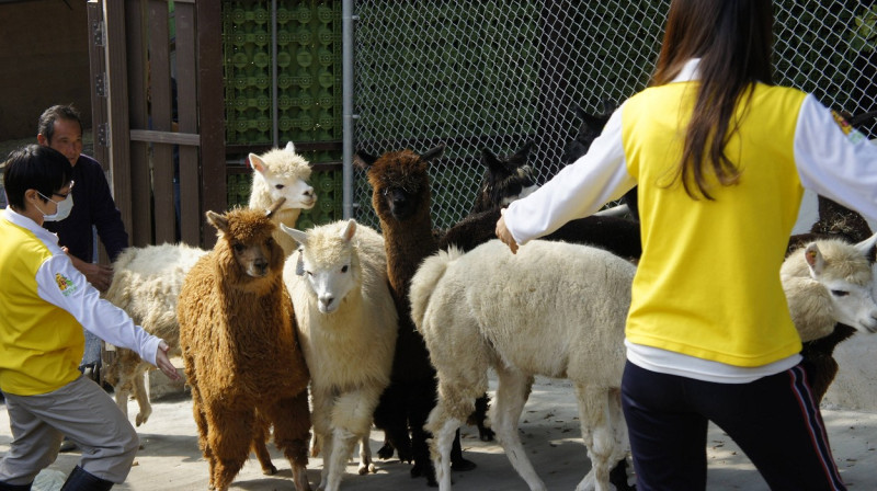 壽山動物園羊駝報到，超萌模樣，預期是動物園人氣動物明星。圖：壽山動物園提供   