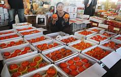 柿子1斤2元風波延燒，農民出面說明柿價。圖片來源：中央社。   