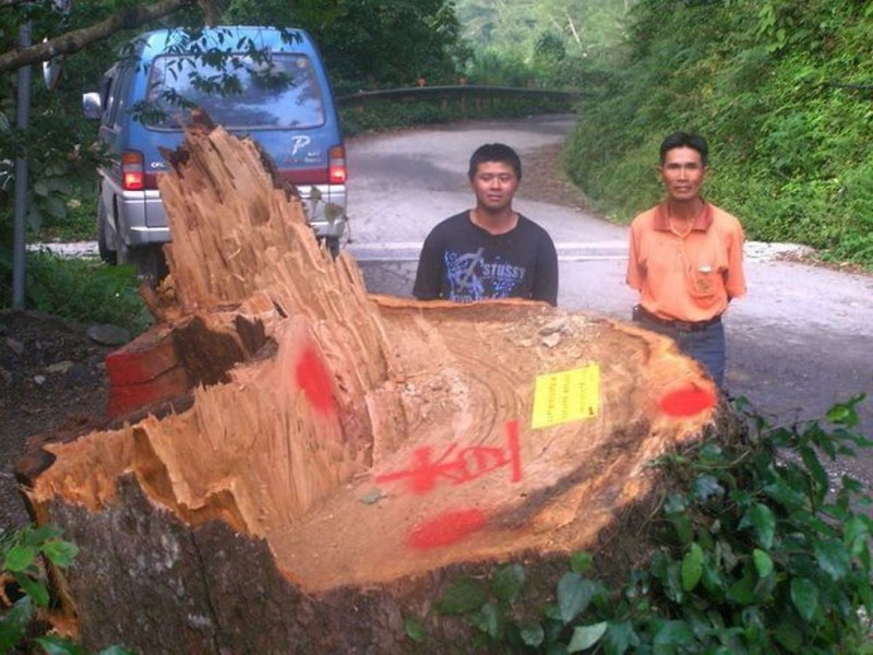 觀霧雲山部落這棵長在路旁的牛樟在颱風夜被盜鋸。全案至今仍未破。圖：陳權欣/攝   
