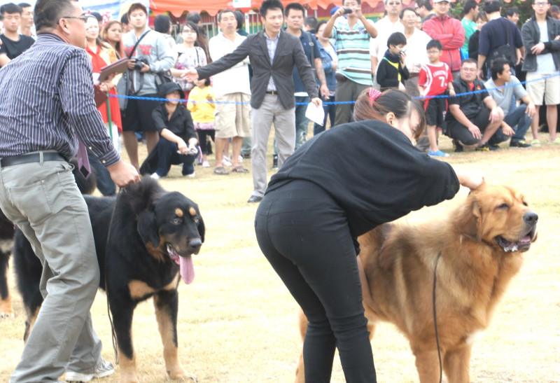 2013 巨型犬聯展今天上午在新竹市南寮漁港貝殼公園舉行，吸引不少觀眾圍觀。圖：陳權欣/攝   