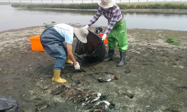 高雄市農業局動員人力清除高屏溪出海口鳥屍。圖：新頭殼資料照片   