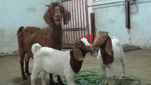 壽山動物園將為新產下的雙胞波爾羊舉行命名活動。圖片來源：高雄市政府提供。   