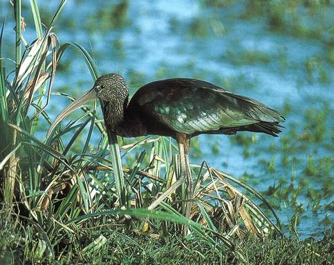 迷鳥彩鹮被發現首次出現在台北關渡自然公園。圖：翻攝自台灣鳥類誌/陳加盛攝於印度   