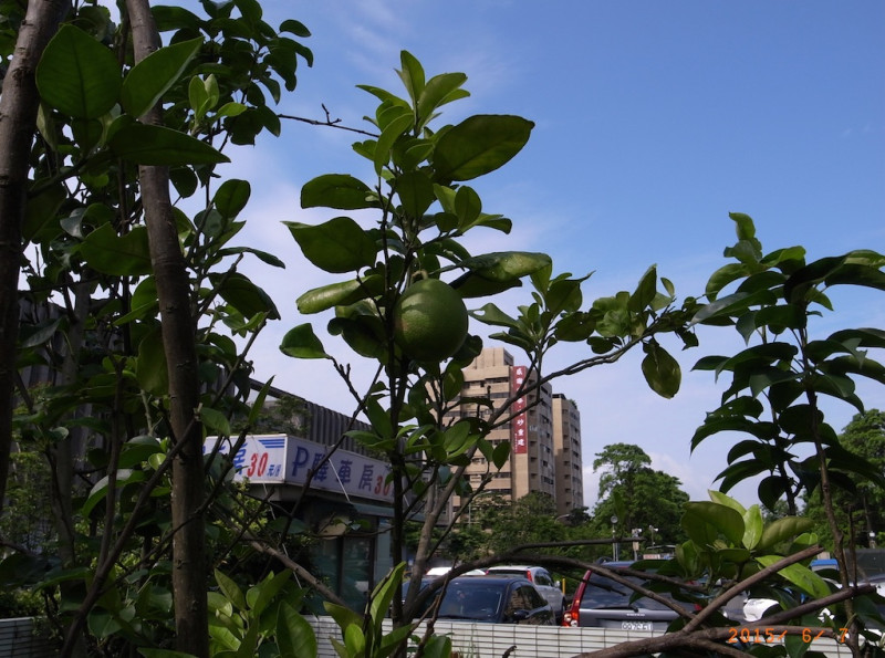 不太確定是不是文旦，不敢摘葉子揉來聞，怕被告毀損公物。圖：陳世明/攝   