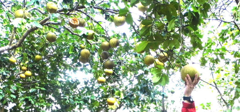 呂紹達醫師替土地療傷7年所生產的百年老欉白柚成熟時任由松鼠、鳥雀爭食。這是採收前的結實纍纍照片，卻一夜間被人採光。圖2之1:呂紹達提供   