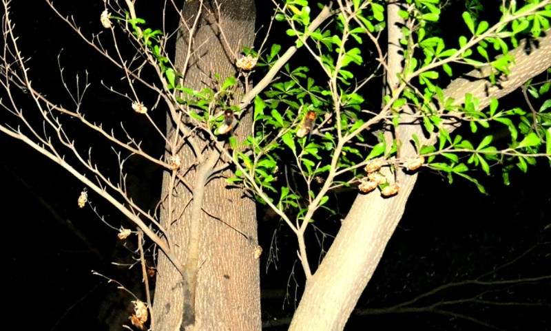 這兩天大批熊蟬若蟲，在新竹市文化局旁掙出地表，爬上小葉欖仁樹上羽化，似乎有點塞車，吊的滿滿滿。圖3之1：陳權欣/攝   