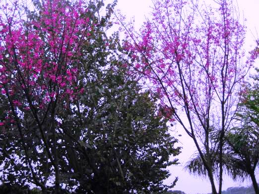 苗栗大潭一向低溫，但櫻花卻首度盛開。圖片來源:陳志科攝影   