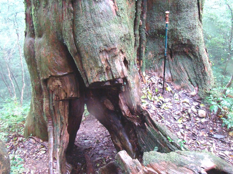 尖石北德拉曼大山的神木是斧鑿斑斑。圖：陳權欣/攝   