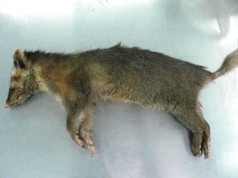 高雄市府農業局動保處今(1)日證實，高雄市目前確認鼬獾感染狂犬病陽性的有3例。圖片來源：高雄市政府提供   