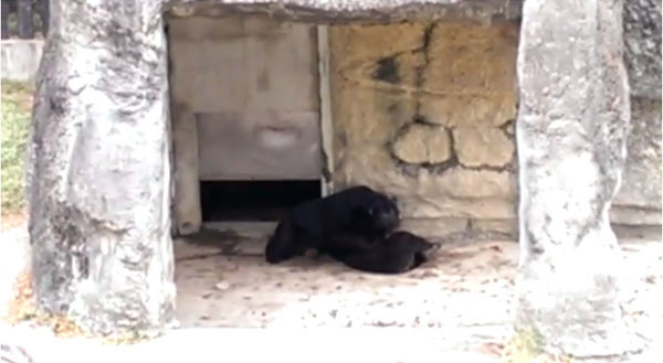 高雄市壽山動物園內飼養的台灣黑熊「波比」，去年12月20日闖入公熊「小山」欄舍內，與「小山」發生打鬥互咬。圖：翻攝網路。   