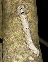台灣最長的毛毛蟲是大灰枯葉蛾的若蟲，長達20幾公分長。圖4之3：陳權欣/攝   