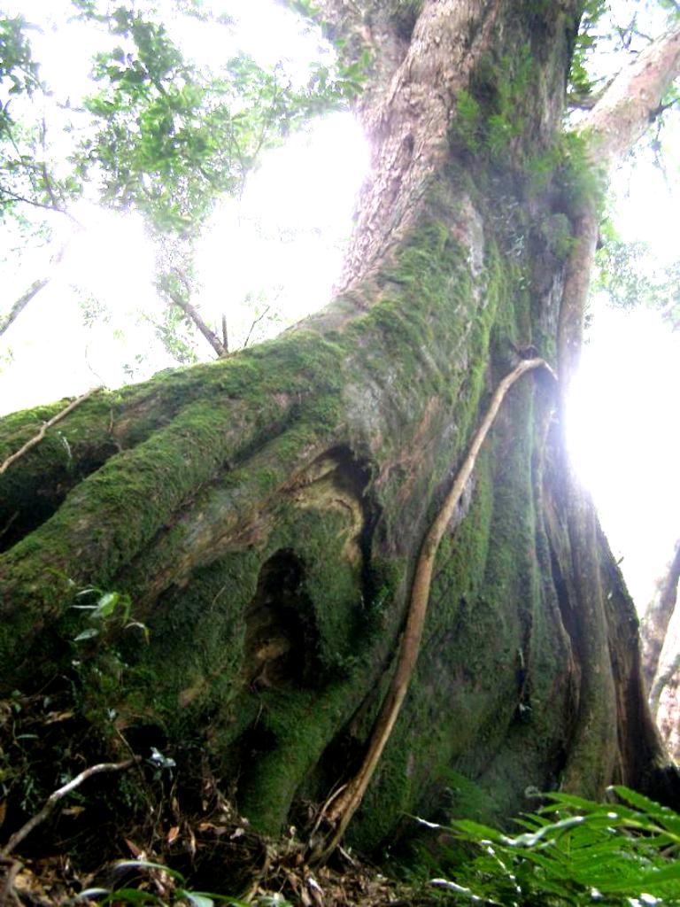 這一棵根部長得扁扁的，被登山客取名為「阿扁神木」。圖片4-2來源：陳權欣/攝。   