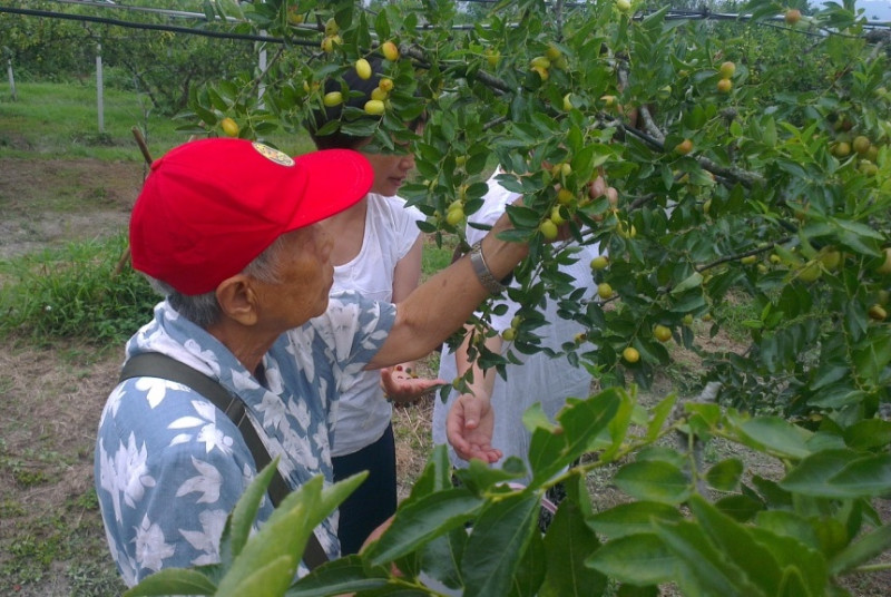 每年七、八月是公館石圍牆紅棗盛產期，遊客可以現採現吃。圖：張永安/攝   