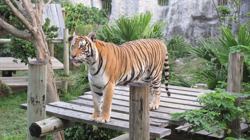 高雄壽山動物園目前有6隻老虎年事已高、活動力弱，未來將引進1對孟加拉虎。圖：高雄市觀光局提供   