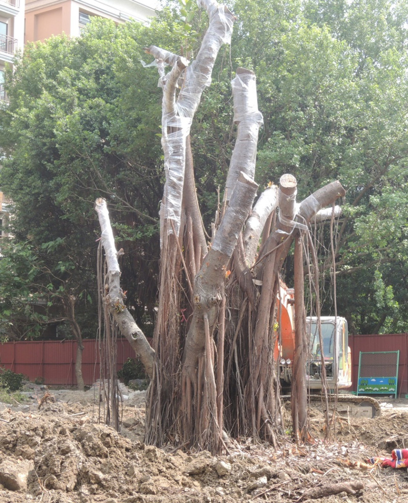 潘翰疆質疑，移植計劃書是將印度橡膠樹移出校外，如今突然改移植至校內，移植過程必然損傷更多的樹木。圖：陳冠廷/攝   