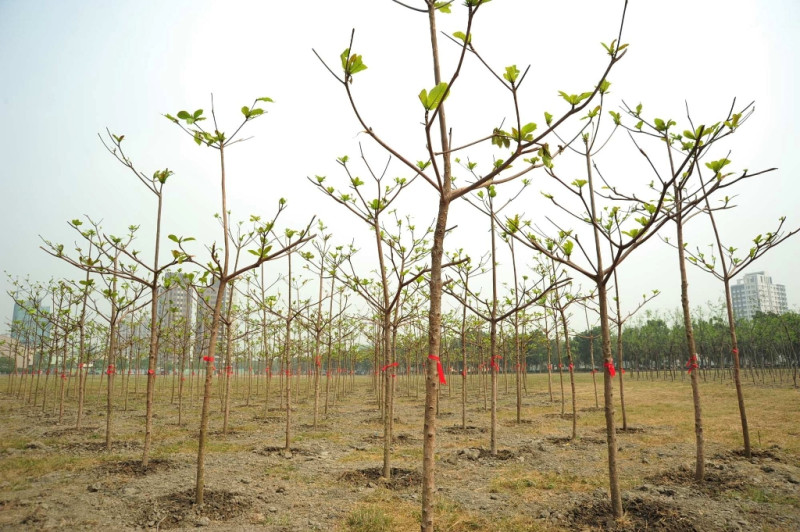 高雄市10年內將達成植樹百萬株，讓整座城市充滿綠意。圖片來源：高雄市政府提供   