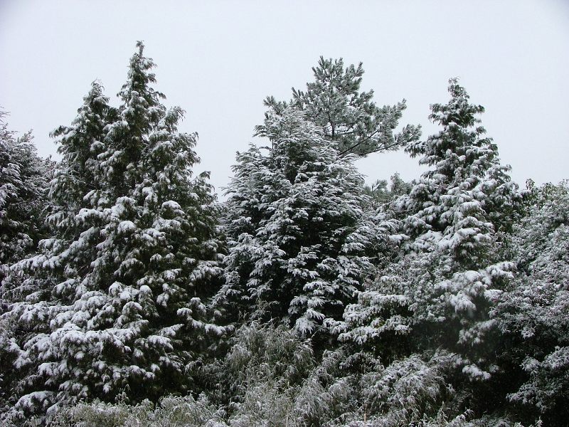 尖石後山新光、鎮西堡跟司馬庫斯，今(27)天凌晨下了一場雪，為樹木舖了一層薄雪。圖：新光部落日日春民宿老板維敏提供   