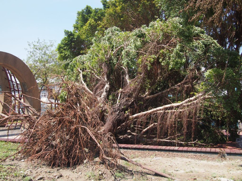 板橋華江公園中共有6株老樹傾倒。圖:何星瑩/攝   