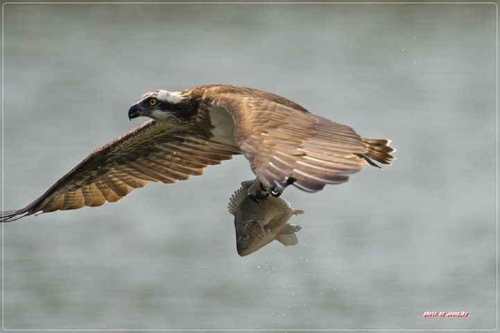 圖3-3頭前溪隆恩堰固定每天都會有魚鷹在表演捕魚的技術。圖：李志忠提供   