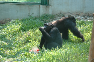壽山動物園推出6組動物情侶進行票選。圖為黑猩猩。圖片來源：壽山動物園。   