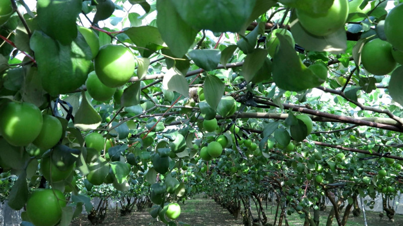 高雄市蜜棗盛產，粒粒飽滿，鮮綠欲滴，正是嚐鮮的時候。圖片來源：高雄市農業局   
